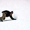 Become a member of TEAM GRAVITY by sending us a photo and receive 10% off all tunes for 2011-2012 season!! Photos will be published on the Team Gravity Web page. Go to Team Gravity page for more details.